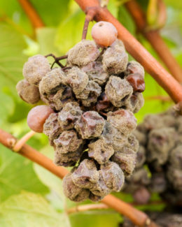 Grapes afflicted with noble rot (botrytis cinerea) 